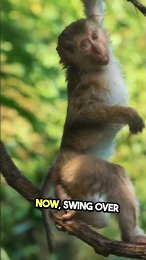 Gorillas vs Monkeys The Secret Lives of the Jungle 🦍🐒 #monkey #gorilla #gorillafacts #gorillatag