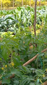 14K views · 676 reactions | Farming is for Food Security @followers #tajemgraon #backyardgardening #harvestontime #kalaremplatebloyu #foodsecurity | Ta Vai Peri-Urban Backyard | Facebook