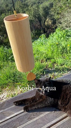 Koshi Chime Water Element Aqua, sound sample with Mia the cat