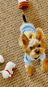 Daisy the yorkie #reels #yorkie #reelsinstagram #dogsofinstagram #reel #dogs | Daisytheyorkie2020