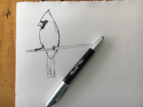 Cardinal. Draw a Cardinal. Simple Line Drawing of Cardinal