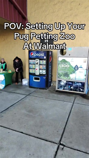 Setting Up a Pug Petting Zoo for Popularity