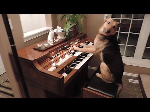 Rescue dog turns on piano and plays it