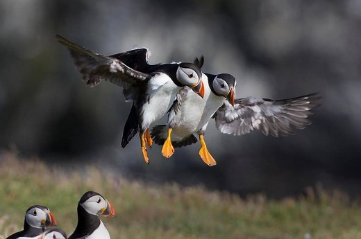 Puffin and Volcano minibus Tour | Westman Islands Puffin Tour