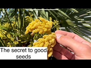How to make sure you get viable seeds from your palm tree (windmill palm hand ￼pollinating)