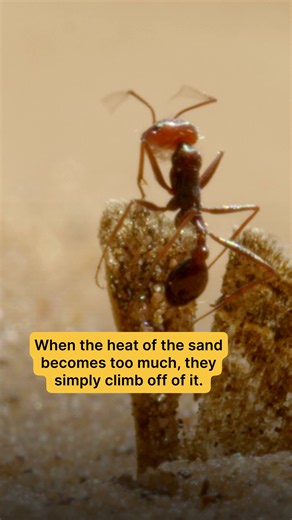 Hotrod Ants: How Desert Ants Survive and Forage in Extreme Heat