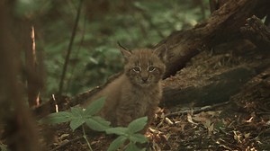 50K views · 3.3K reactions | Schon im Mai haben unsere Pfleger ein Piepsen aus der Luchs-Hütte gehört, jetzt können wir sie endlich sehen: Die Luchs-Zwillinge! Die beiden Jungtiere erkunden an der Seite ihrer Mutter das Gehege, kraxeln über Baumstämme und spielen vergnügt im Dickicht. Wer sie sehen will, benötigt etwas Geduld, denn ihr dunkel getupftes Fell tarnt sie perfekt im Wald. | Zoo Vienna Schönbrunn | Facebook