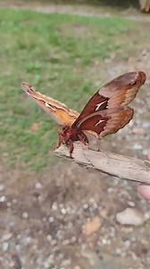 Rachel rescued this pretty moth from the doorway, where it was drying its wings, after last night's rain. On a nearby tree is a much safer place to rest little moth. #silkmoth #tuliptree #moth | Mark of the Potter