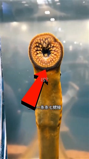 Do You Know This Alien-Like Creature? 👽😳 #shortvideo #shorts