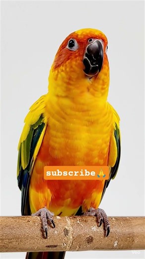 #parrotvideo🦜🥰 #talkingparot #nonstoptalkingparrot #birds