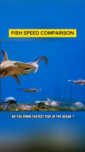 Fish Speed Comparison in the Ocean | Part 3