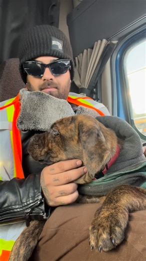 Omang Sachdeva on Instagram: "Cute choco 🐶"