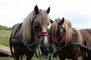 Draft horses get back to work in Wis. farms, forests