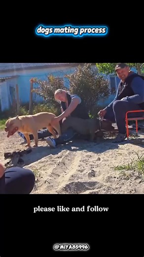 Understanding the Dog Breeding Process for Owners