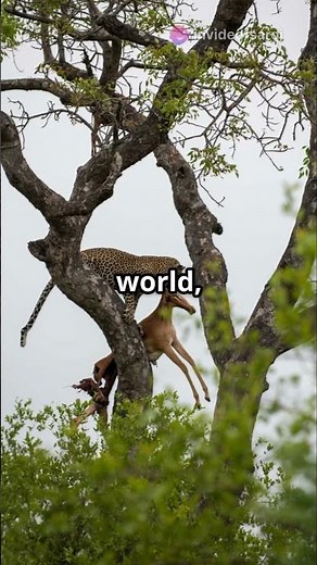 Puma vs Leopard The Ultimate Showdown! #animalfight #wildlifebattle #puma #leopard