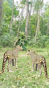 Two leopard attacked in field 🐅 #vfx #leopard #videos #shorts | Gamer Vai