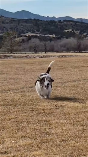 Basset hound running in southern Colorado