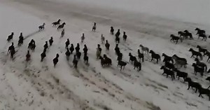 Drone video shows hundreds of horses galloping in the snow