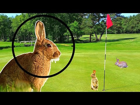 Air Rifle Rabbit Shooting - Head Shots Only