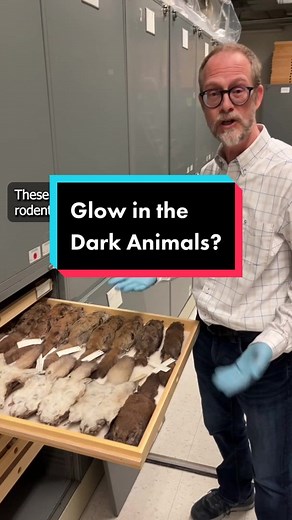 #DidYouKnow that Manitoba's flying squirrels glow in the dark? Learn more in this video with Curator of Zoology, Dr. Randy Mooi. #DYK #FlyingSquirrel #Blacklight #GlowInTheDark #MusuemCollections #ManitobaMuseum #Museums #MuseumTok #ScienceTok