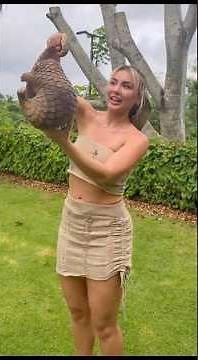 Funny Animal Clips from the Wild #shortvideo #animals #pets