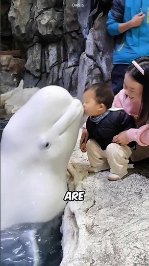 Things You NEVER Knew About Beluga Whales! #facts #animals #wildlife