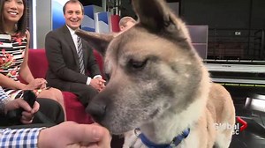 Adopt a Pet: Anna the Akita