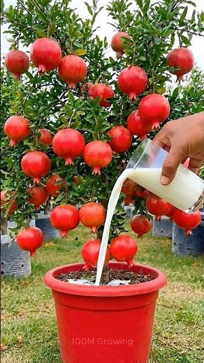 New technique for growing pomegranate trees from seeds to produce fruit quickly.#grow #fruits #diy