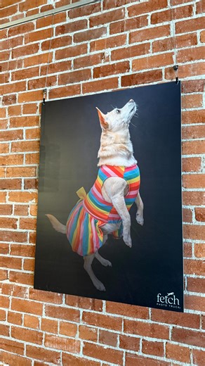 Fetch Photo Truck®️ | Ryan Erickson on Instagram: "Come check out fetch’s first restaurant installation! @cencallitaqueria Littleton. 🌮🐶❤️🇲🇽 @christie.sells.colorado = doodle @vividbeautybyjo = Honey in dress @those_dang_gsps = GSP"