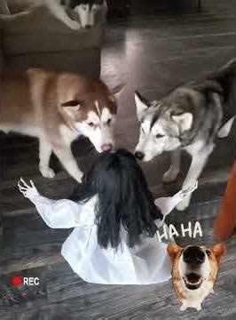 Funny Scared Dogs That Overreact to Everything 😂🐶 | You’ll Laugh Non-Stop