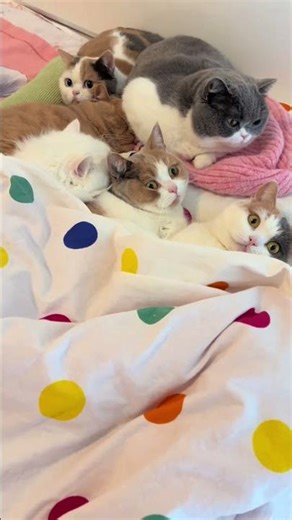 Cute Kitten's Dream Nap: Embrace the Shortness of Cat Life