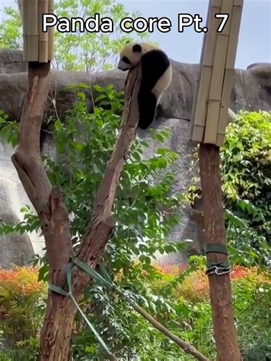 Panda core Pt. 7 | #panda #pandababy #pandas #pandasoftiktok #pandacore #animalcore #animalcorecreator