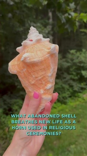 Queen Conch Royalty 👑🐚 Florida Keys Find!