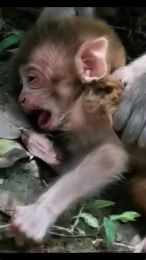 Monkey species: Oh, the monkey is sleeping, why are you cleaning it up now?