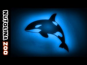 Orca sounds / Killer whale sounds / Animal sounds orca