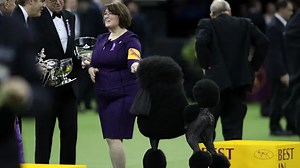 Siba the standard poodle wins Best in Show at the Westminster Dog Show