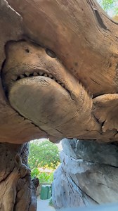 13K views · 900 reactions | Happy Friday! Take 90 seconds and enjoy a closer look at some of the Tree of Life carvings at Disney’s Animal Kingdom! I know it can be difficult to find the time during a vacation to really enjoy this type of stuff. | See WDW | Facebook