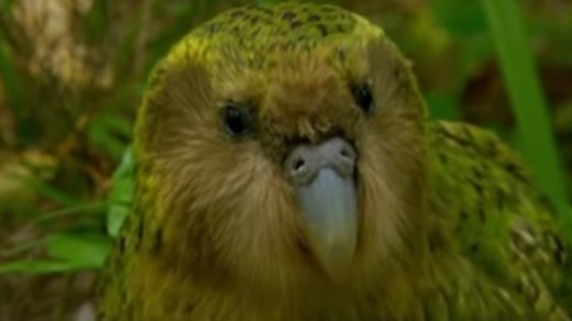 If you missed this rare parrot attempting a mating ritual on an unsuspecting zoologist the first time, you cannot miss it again. #ThrowbackThursday | BBC Two