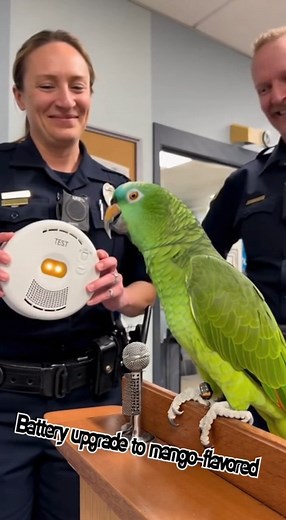 Feed Me” in Momo’s voice and asks, “Tampering with life-safety #Snarky Sparrow #TalkingParrot #FunnyAnimals #ParrotComedy #FlirtyParrot #SavageParrot #NurseComedy #AIComedy #FunnyReels #ViralReels #ViralVideo2025 | Snarky Sparrow