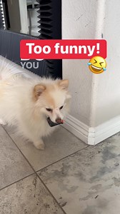 Can dogs have coffee? ☕️ #dogs #pets #puppy #coffee #dog #pomeranian | Our Life is Magic