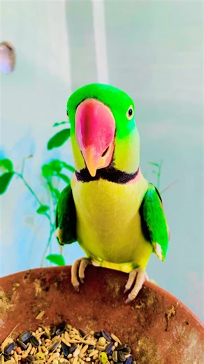 Indian Ringneck parrot video # Talking parrot video #viralvideo #nonstoptalkingparrot #talkingparrot