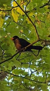 Common Blackbird (Turdus merula) 3 / Singing Bird #birds #nature #wildlife #wildanimals #songbird