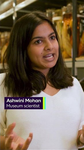 How do turtles breathe underwater? #NHM #Turtle #Cloacas