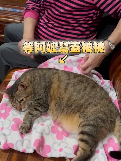 Download High-Quality Videos with FDownloader