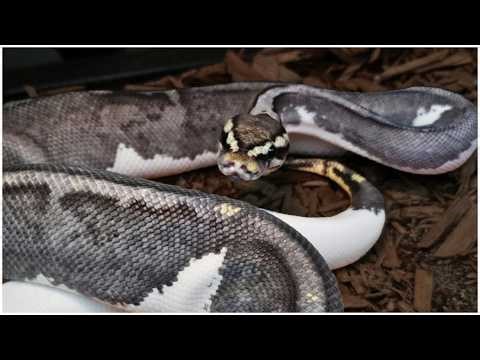 NEW IMG Ball Python Gene?!