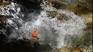 Closeup of a mountain stream in an autumn forest with sunlight effects ans leaves on the water, small waterfall, slow motion