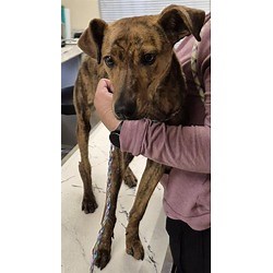 Lodi, CA - Whippet. Meet MISTLETOE a Pet for Adoption - AdoptaPet.com