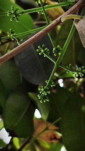 Jamun Tree Flowering Stage| Small Jamun Flowers Turning Into Fruit (Syzygium cumini)Flowering Stage