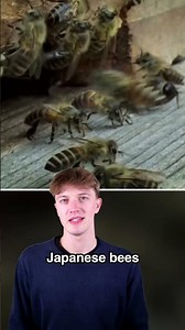 Insane Ways Animals Defend Themselves