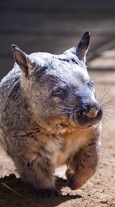 Happy World Wombat Day! 🌟 Today, we’re celebrating one of our beloved marsupials that plays a crucial role in our ecosystem. Wombats improve soil health and support vegetation growth through their burrowing! This year, we introduced the world to Yadu, our Southern hairy-nosed Wombat joey, born to mum Jedda 💚 Now 14 months old and weighing 11kg, Yadu is sweet, confident, and often found following mum around or snuggled up next to her in the burrow. You might even catch her sleeping on top of Je
